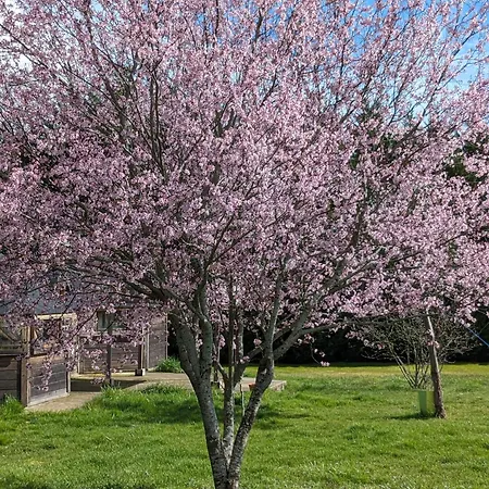 Chalet Atypique Lola Type Kota Location En * Chazemais